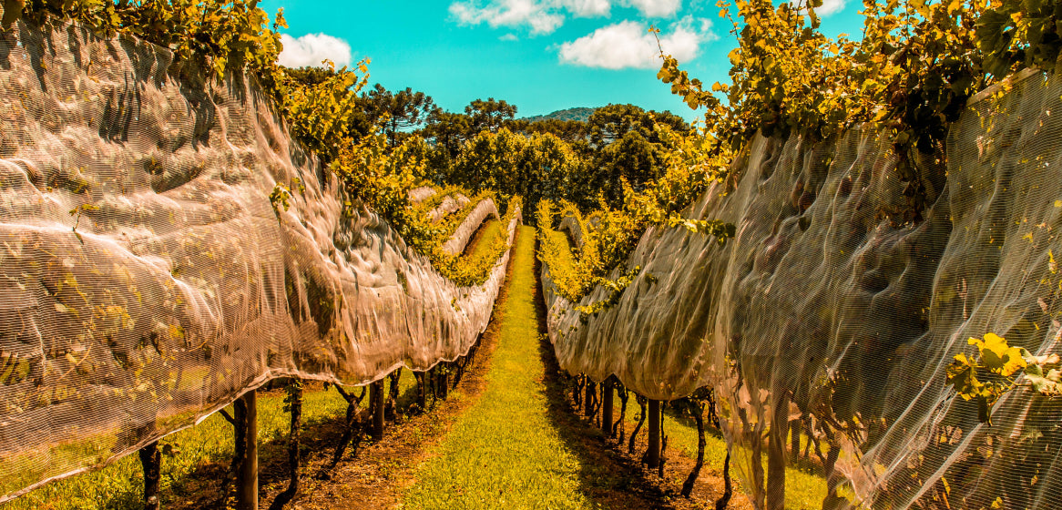 Enoturismo: como planejar uma viagem e montar um roteiro