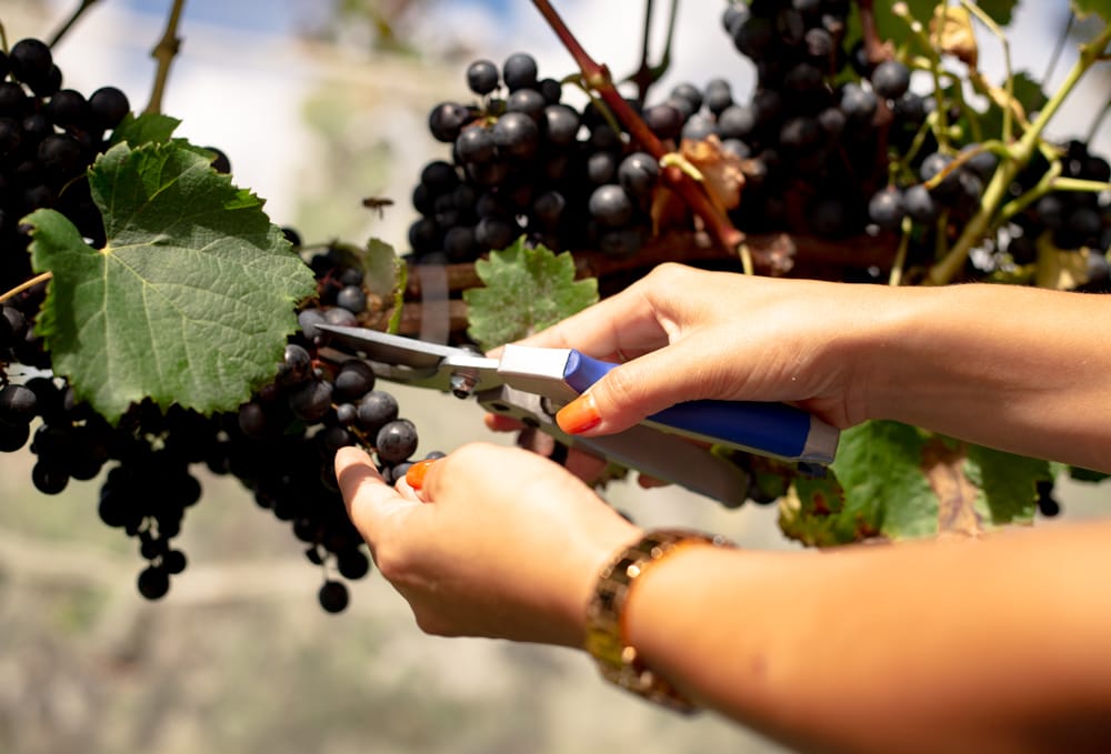 Vindima na Serra Catarinense: onde viver a colheita de uvas, degustações de vinhos e eventos
