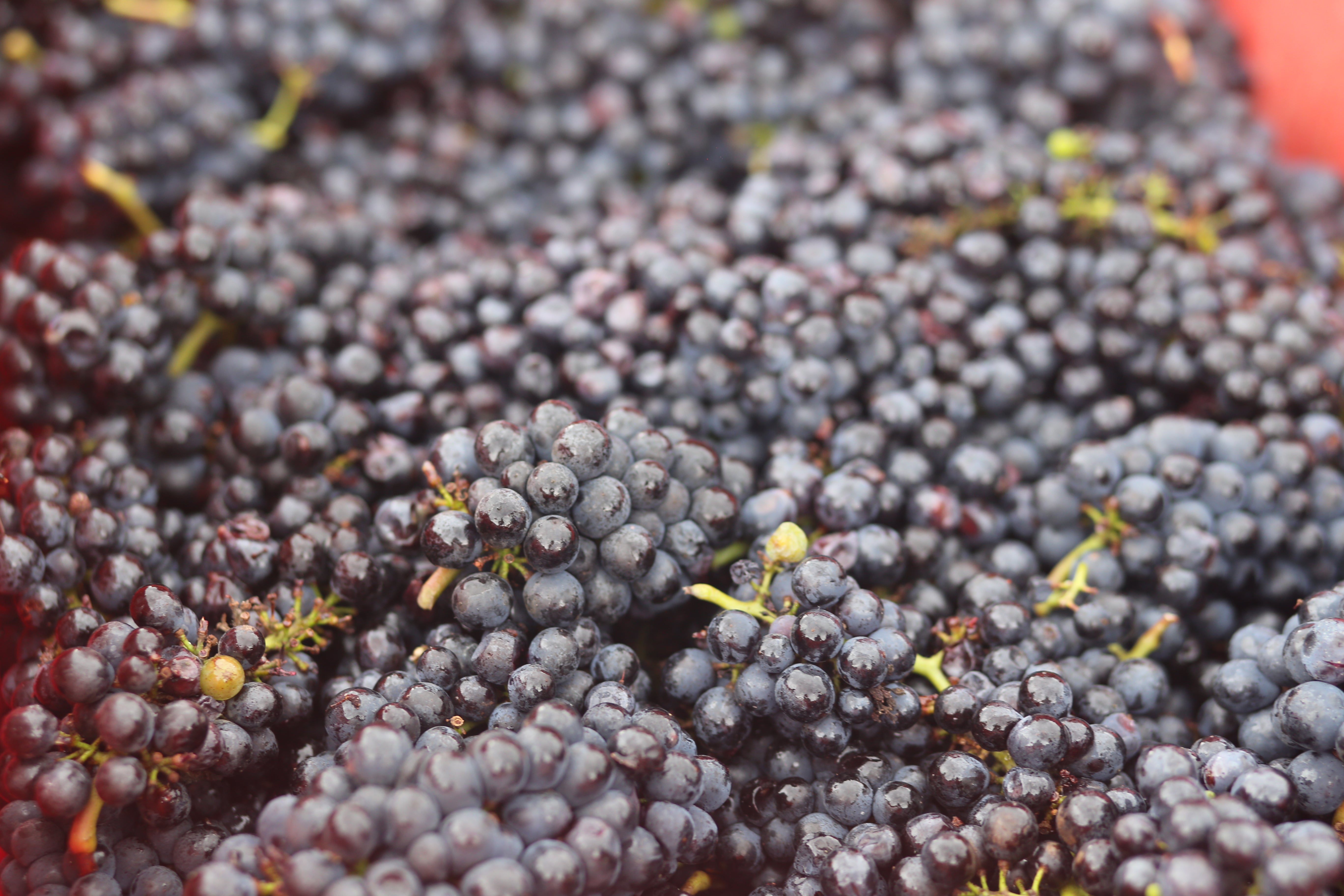 Cinco variedades de uva para conhecer o melhor dos vinhos do Brasil
