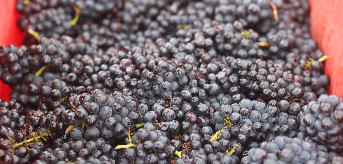 Sangiovese, a uva que dá origem a vinhos ícones da Itália